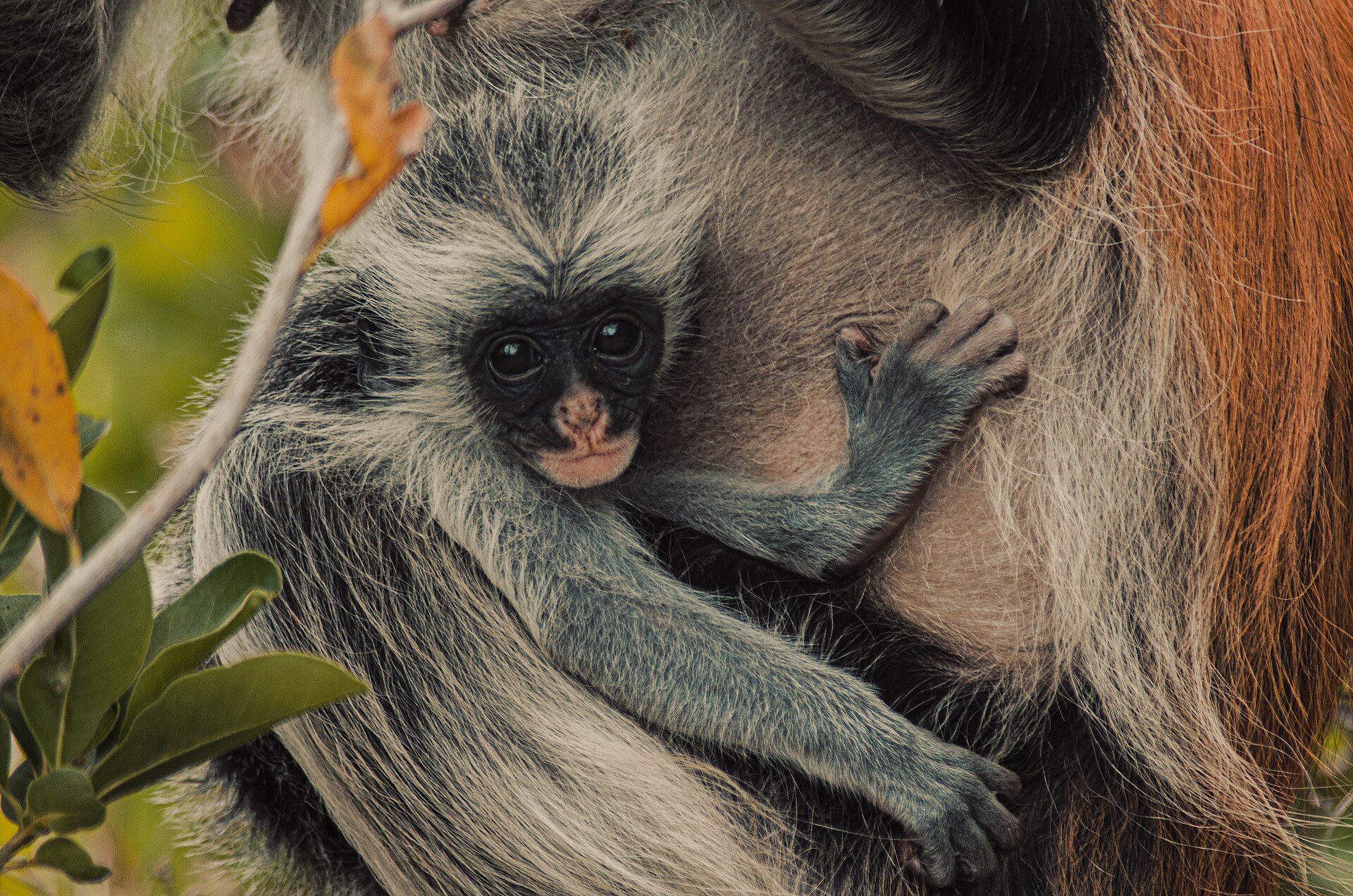 Zanzibar red colobus in Jozani Forest