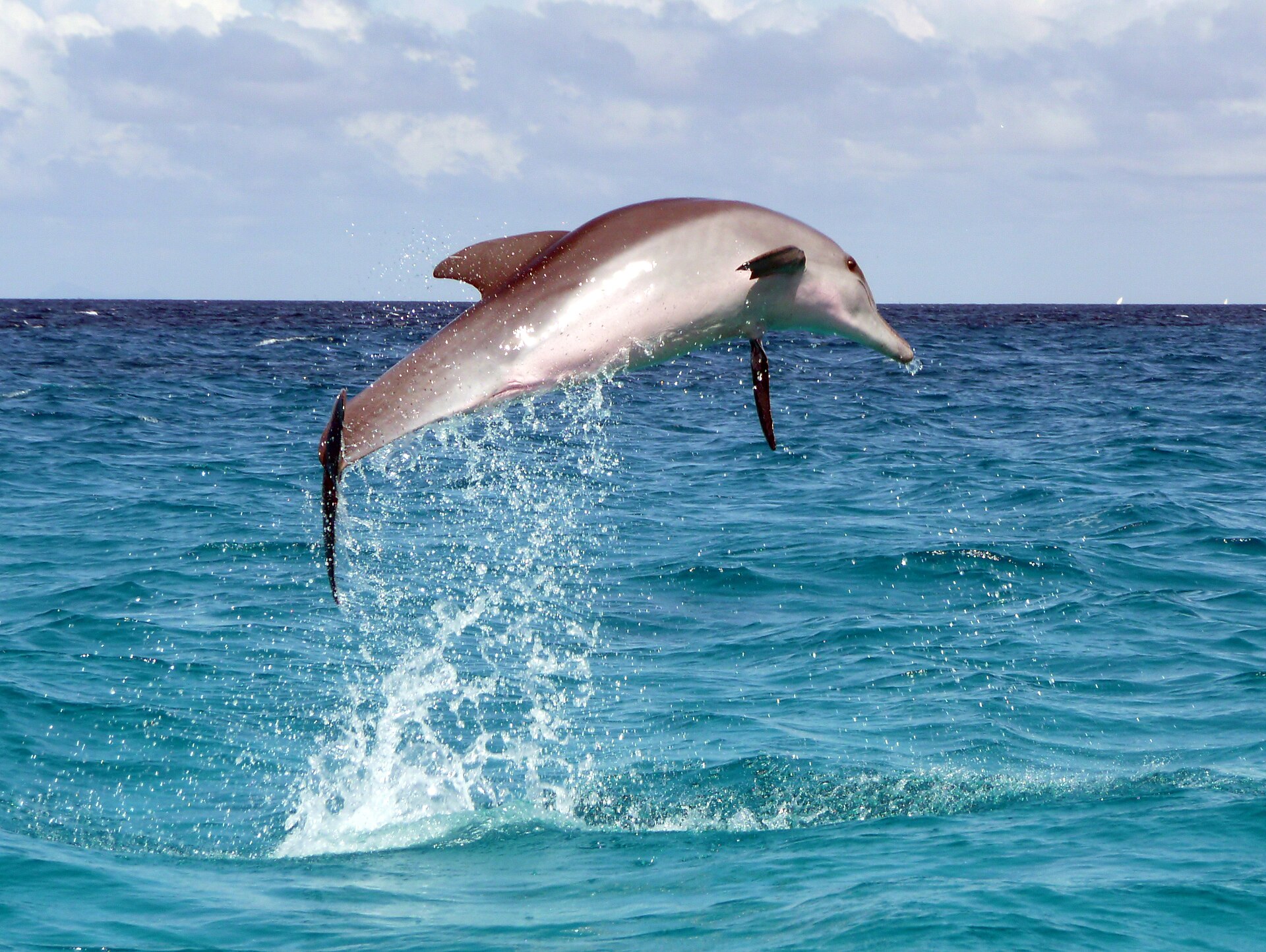 Dolphin leaping off the Zanzibar coast