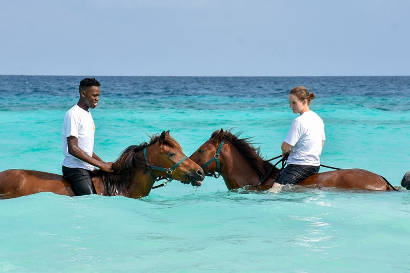 Horses in the shallows on the east coast
