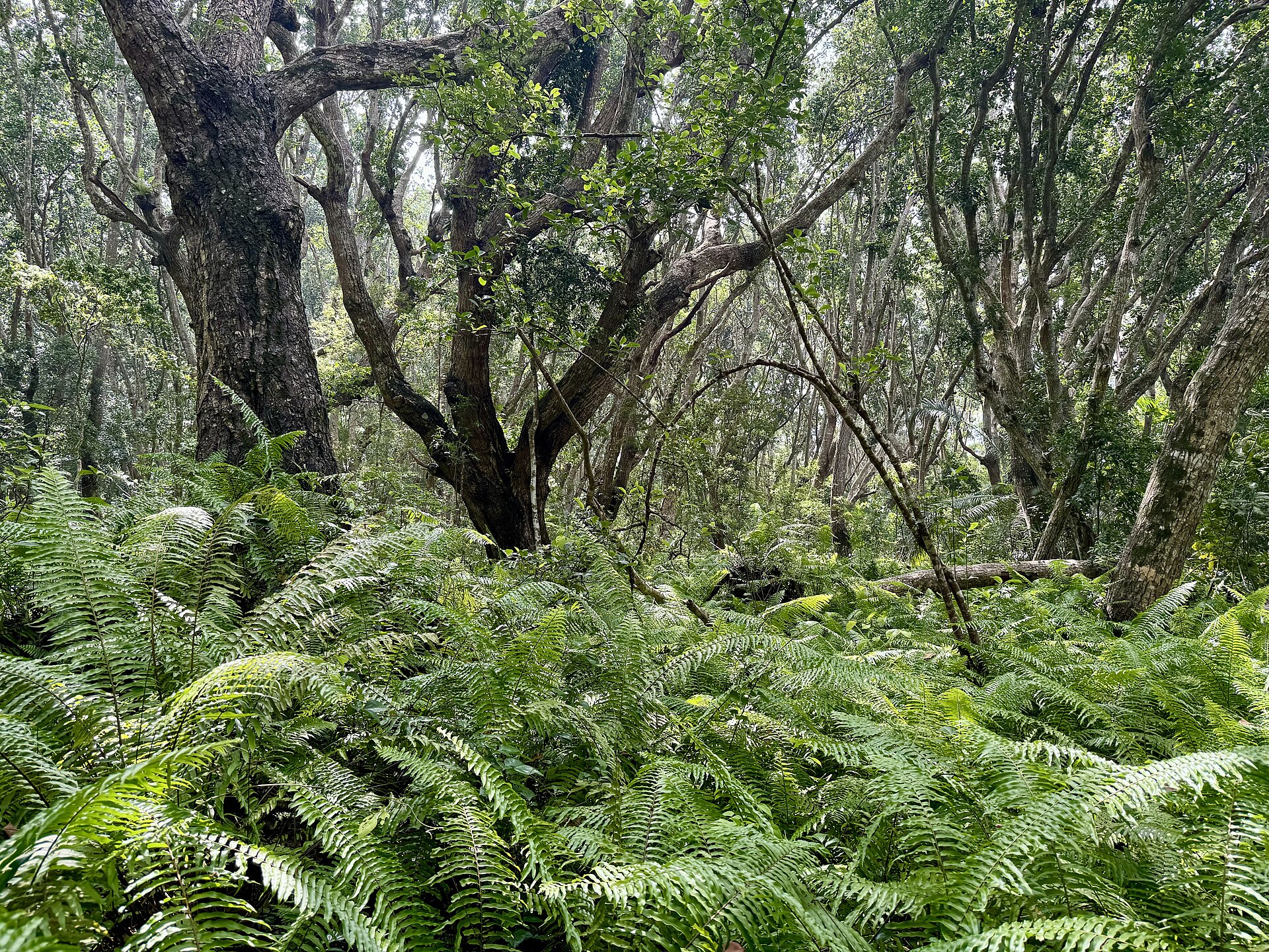 Jozani groundwater forest