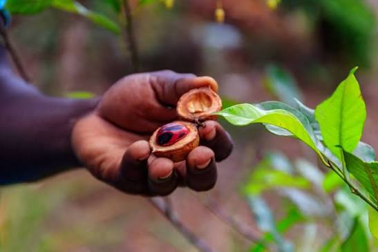 Fresh nutmeg on a Zanzibar spice farm